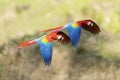 Two red macaws in flight over jungle in Costa Rica Royalty Free Stock Photo