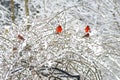 Two red male Cardinals perch in snowy bush.