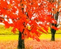 Two red maple trees and closeup red leaves in Fall color with fallen leaves