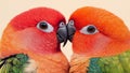 Two Red Masked Parakeets Nuzzling Closely Together Royalty Free Stock Photo