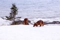 Two red miniature long-haired dachshunds romping in the snow