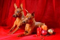 Two Red Miniature Pinschers Royalty Free Stock Photo