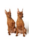 Two red miniature pinschers Royalty Free Stock Photo