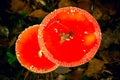 Two red mushroom.