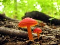 Two red mushrooms Royalty Free Stock Photo