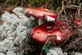 Two red mushrooms cap, reindeer moss and dry pine needles. Dark botanical background. Russula mushroom in autumn forest Royalty Free Stock Photo