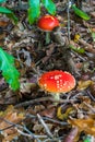 Two Red Mushrooms - Fly Agaric (Amanita Muscaria) - Close-up
