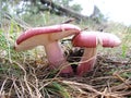 Two red mushrooms in the forest Royalty Free Stock Photo