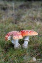 Two red mushrooms in gras Royalty Free Stock Photo