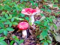 Two red mushrooms in green foliage Royalty Free Stock Photo