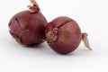 Two red onions with peels isolated on a white background Royalty Free Stock Photo