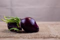 Two red onions with young green leaves Royalty Free Stock Photo