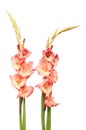 Two gladioli flower spikes Royalty Free Stock Photo
