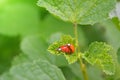 Two red and orange ladybugs mate on a leaf of currant bush, one of them is without dots Royalty Free Stock Photo