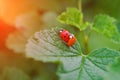 Two red and orange ladybugs is mating on a leaf of currant bush, one of them is without dots Royalty Free Stock Photo