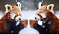 Two red pandas drink coffee in winter.