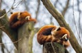 Two red pandas laying on the branches of trees atop a tree trunk resting peacefully