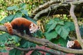 Red pandas Royalty Free Stock Photo