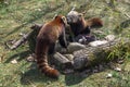Two red pandas Royalty Free Stock Photo