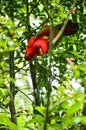Two red parrot on the branch of tree Royalty Free Stock Photo