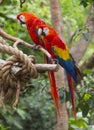 Two red parrot macaw on tree branches Royalty Free Stock Photo