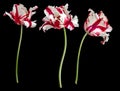 White-red parrot tulips isolated on black background Royalty Free Stock Photo