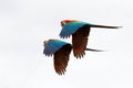 Two red parrots in flight. Macaw flying, white background, isolated birds,red and green Macaw in tropical forest, Brazil, Wildlife