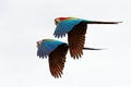 Two red parrots in flight. Macaw flying, white background, isolated birds,red and green Macaw in tropical forest, Brazil