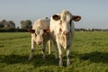 Two red pied cows, heifer, approaching, standing in a pasture, and a faraway straight horizon. Royalty Free Stock Photo