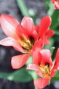 Two red-pink tulips Royalty Free Stock Photo