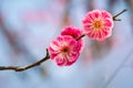 Two red plum flowers