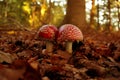 Two red poisonous fly agaric mushrooms with white spots grow in the autumn forest, the concept of mushroom picking, autumn mood,