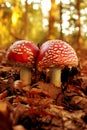 Two red poisonous fly agaric mushrooms with white spots grow in the autumn forest, the concept of mushroom picking, autumn mood,