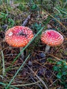 Two Red Poisonous Mushrooms Fly Agaric With White Warts In The Soil With Dry Leaves And Needles. Fall Background