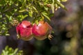 Two red pomegranate on the tree, soft selective focus on pomegranate. Pomegranate has a sweet taste and many vitamins.