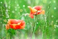 Two red poppies in field. Flowers on green background Royalty Free Stock Photo