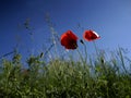 Two red poppy flowers and buds with sky background Royalty Free Stock Photo