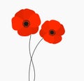 Two red poppies flowers growing isolated on white background Royalty Free Stock Photo