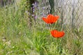 Two red poppies in the grass Royalty Free Stock Photo