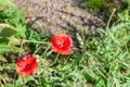 Two red poppies on the green background in the garden Royalty Free Stock Photo