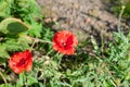 Two red poppies on the green background in the garden Royalty Free Stock Photo