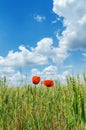 Two red poppies on green field Royalty Free Stock Photo