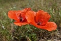 Two red poppies grow in the field Royalty Free Stock Photo