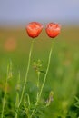 Two poppies growing on a poppy field with a green blurry background 3 Royalty Free Stock Photo