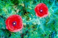 Two red poppies isolated on a green meadow background Royalty Free Stock Photo