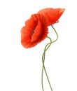 Two red poppies. Royalty Free Stock Photo
