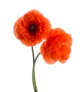 Two red poppies isolated on white background Royalty Free Stock Photo