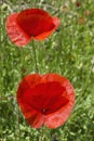 two red poppies Royalty Free Stock Photo