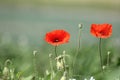 Two red poppies and some steels with a green soft background Royalty Free Stock Photo