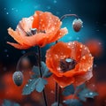 two red poppies with water droplets on them Royalty Free Stock Photo